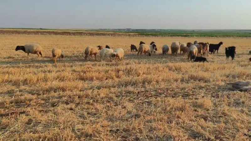 Mardin'de suya karışan zirai ilaç 85 hayvanın telef olmasına neden oldu