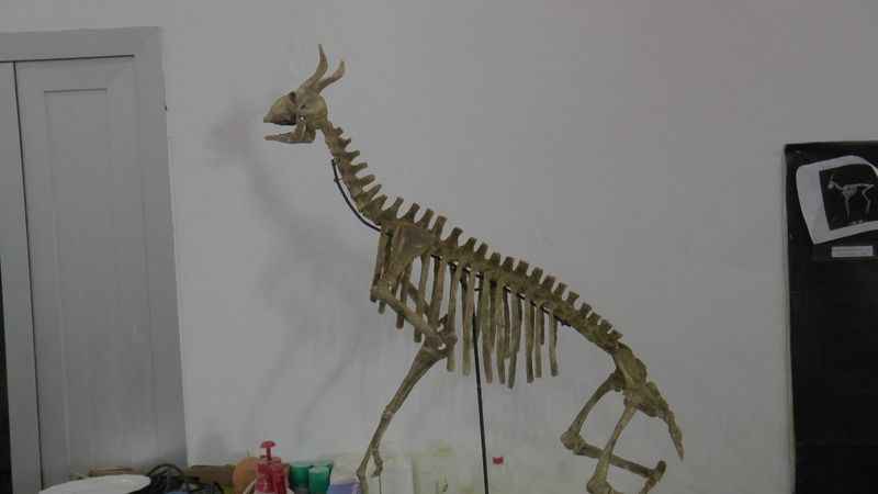 7,5 milyon yıl sonra ayaktalar