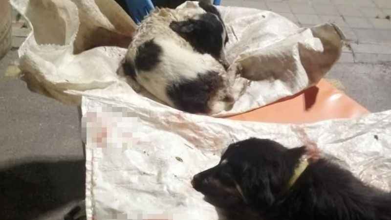 Köpeklerin çuvala konup atıldığı iddiası