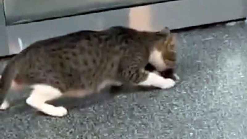 Anne kedi yavrusunu hastaneye getirdi
