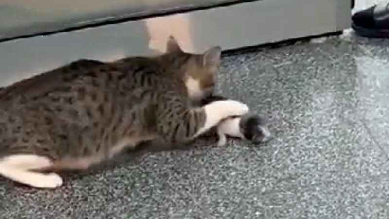 Anne kedi yavrusunu hastaneye getirdi