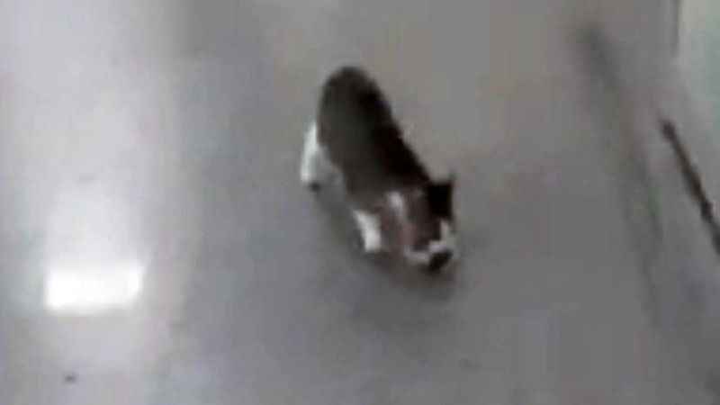 Anne kedi yavrusunu hastaneye getirdi