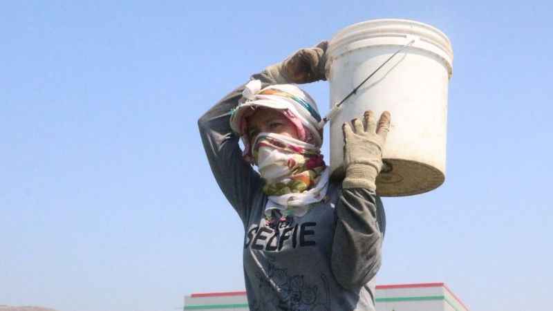 Depremzede kadınların zorlu patlıcan hasadı