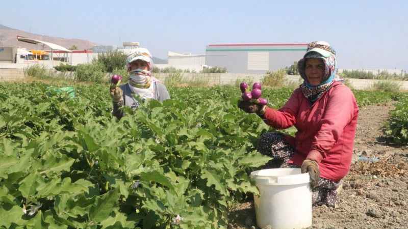 Depremzede kadınların zorlu patlıcan hasadı