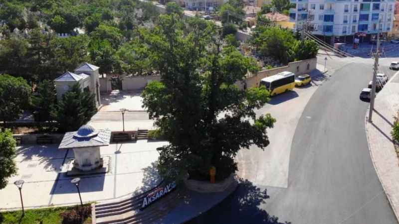 Kanlı Moğol baskınının şahidi 700 yıllık ağaç