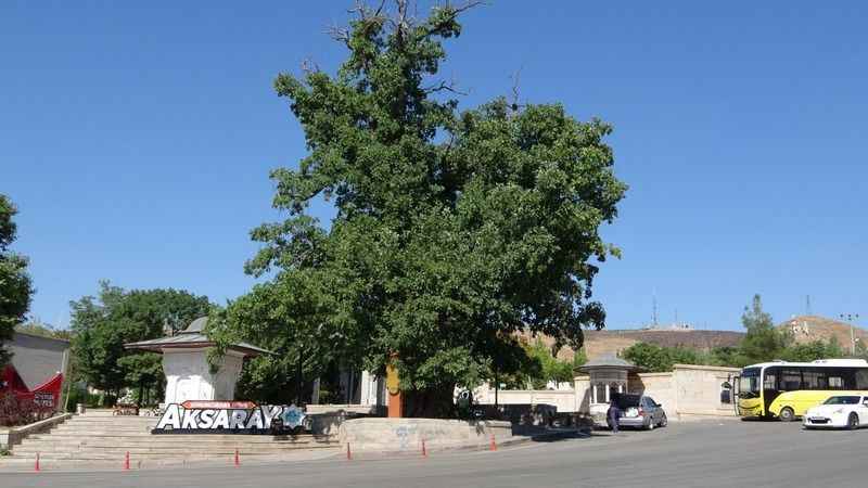 Kanlı Moğol baskınının şahidi 700 yıllık ağaç