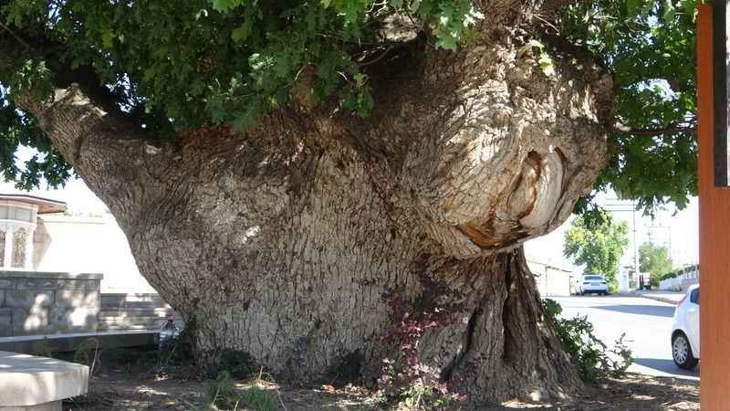 Kanlı Moğol baskınının şahidi 700 yıllık ağaç