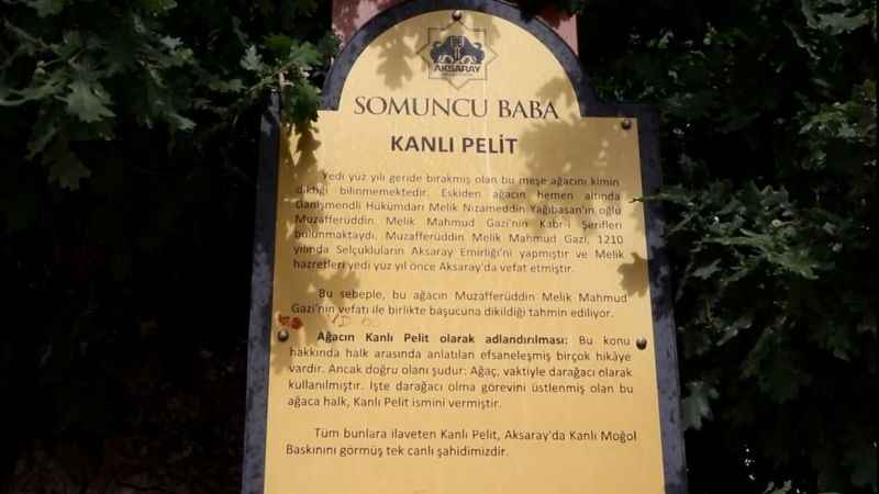 Kanlı Moğol baskınının şahidi 700 yıllık ağaç