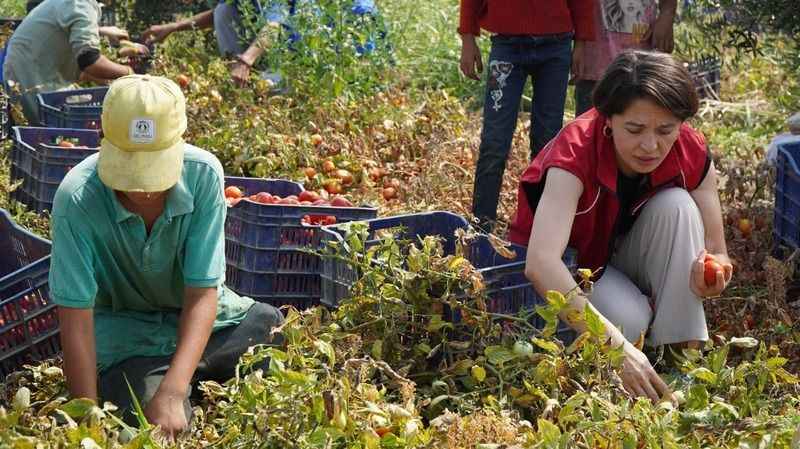 Gönüllü gençler domates tarlasında hasat yaptı