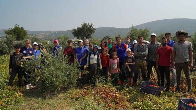 Gönüllü gençler domates tarlasında hasat yaptı