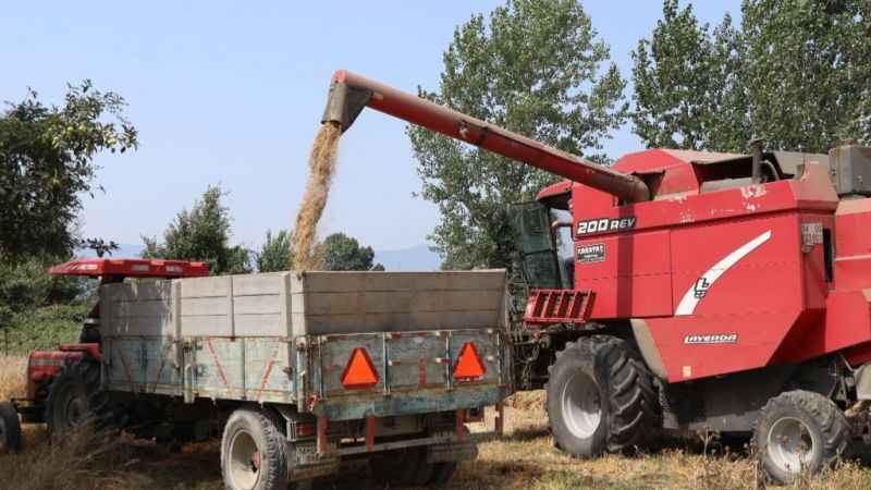 Bu buğdayın faydaları saymakla bitmiyor