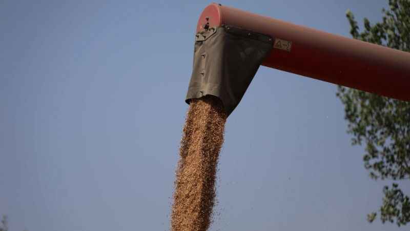 Bu buğdayın faydaları saymakla bitmiyor