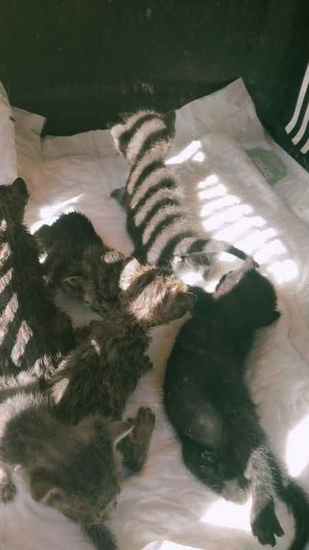 Yavru kedilere ulaşmak için duvarı deldiler