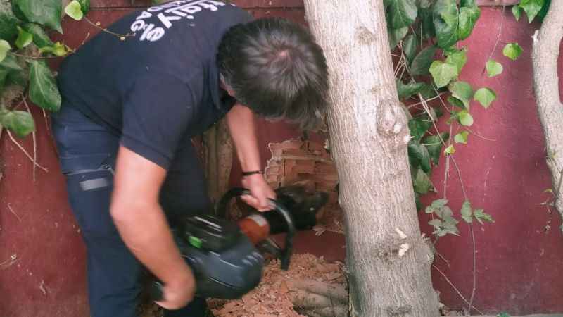 Yavru kedilere ulaşmak için duvarı deldiler