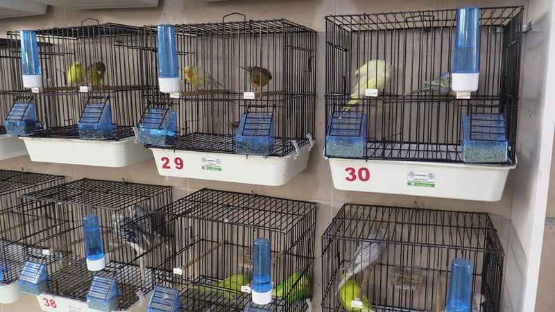 Hobi olarak başladı, şimdi 50 kuşu var