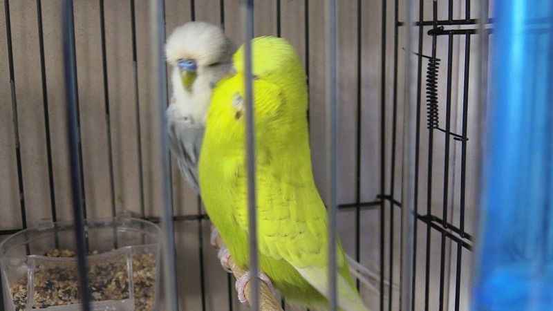 Hobi olarak başladı, şimdi 50 kuşu var