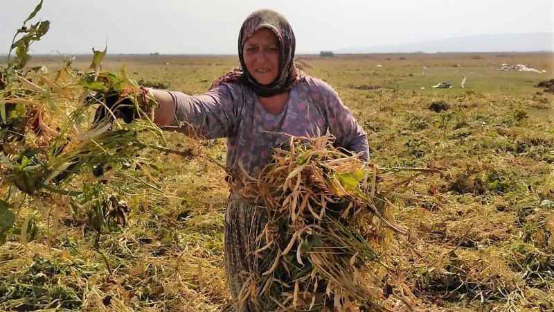 Don Kazaklarının fasulyesi de coğrafi işaret aldı
