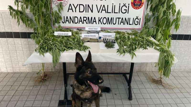 Jandarmadan uyuşturucu operasyonu: 27 tutuklama