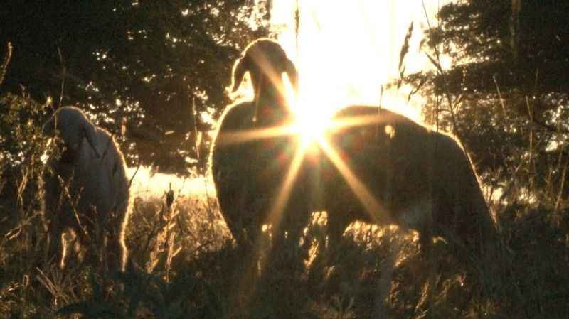Başkent'te Karadeniz'i aratmayan yayla