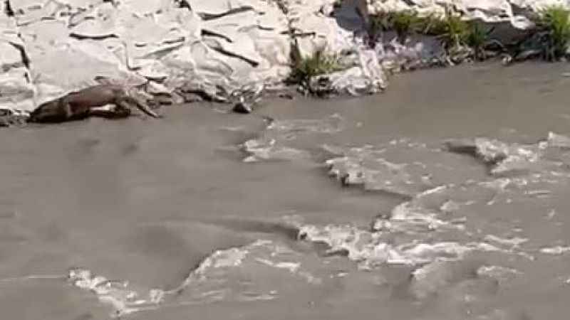 Şırnak'ta su samuru görüntülendi