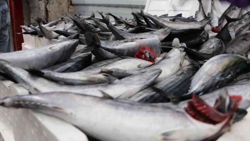 Karadeniz’de bu yıl palamut yok, hamsi var