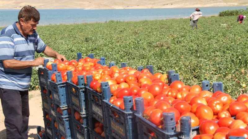 Aracılara isyan eden tarla sahibi halka seslendi, “Gelin tarladan 4 liraya alın”