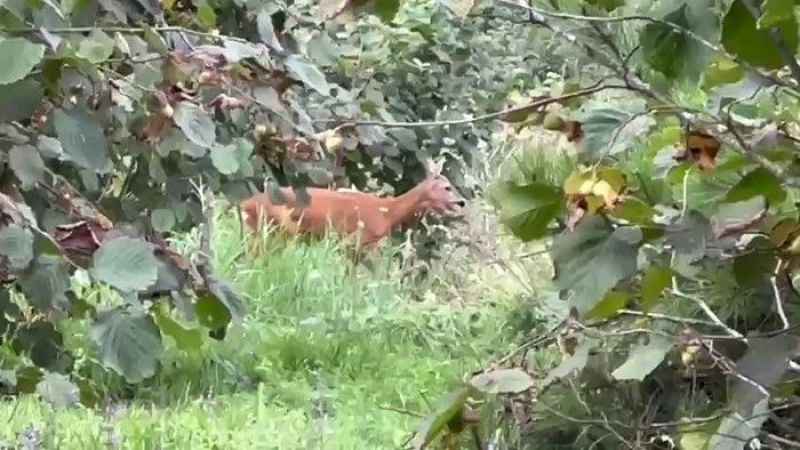 Fındık bahçesini temizlerken karaca ile karşılaştı