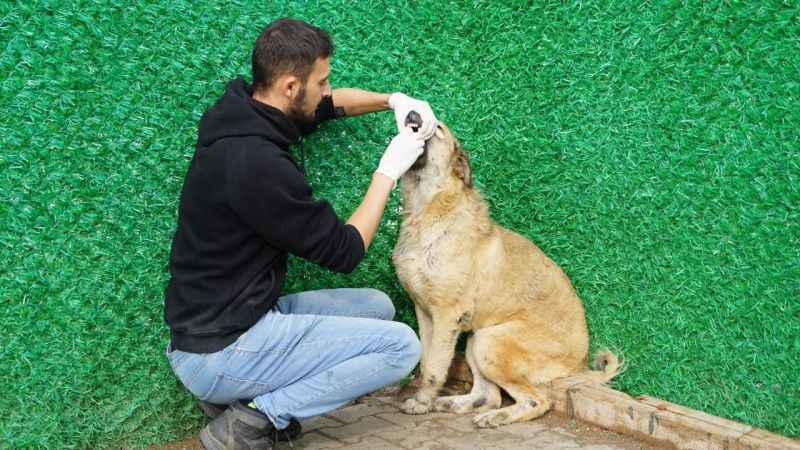 Besleme yaparken engelli hayvanlardan etkilendi, onlar için bakımevi kurdu