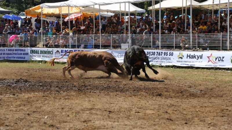Boğalar Türkiye şampiyonluğu için kapıştı