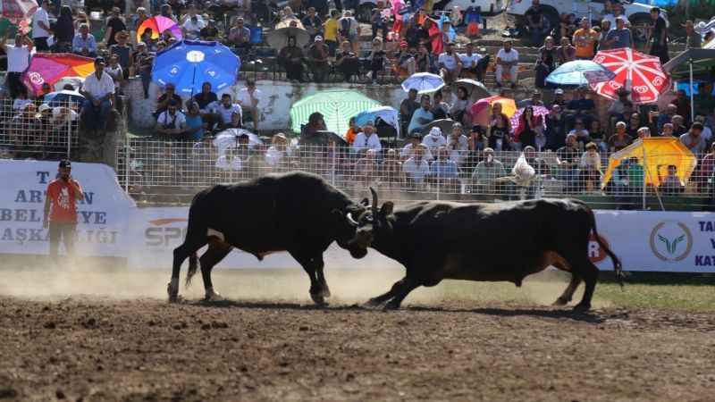Boğalar Türkiye şampiyonluğu için kapıştı