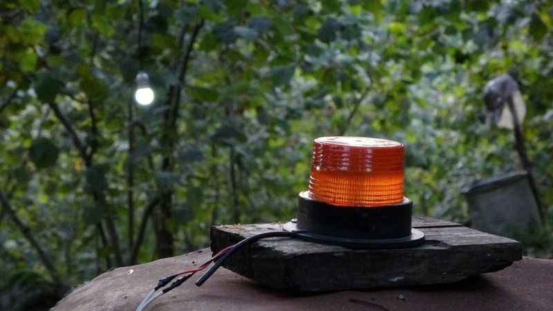 Fındıklara dadanan domuzlara Karadenizli çözümü