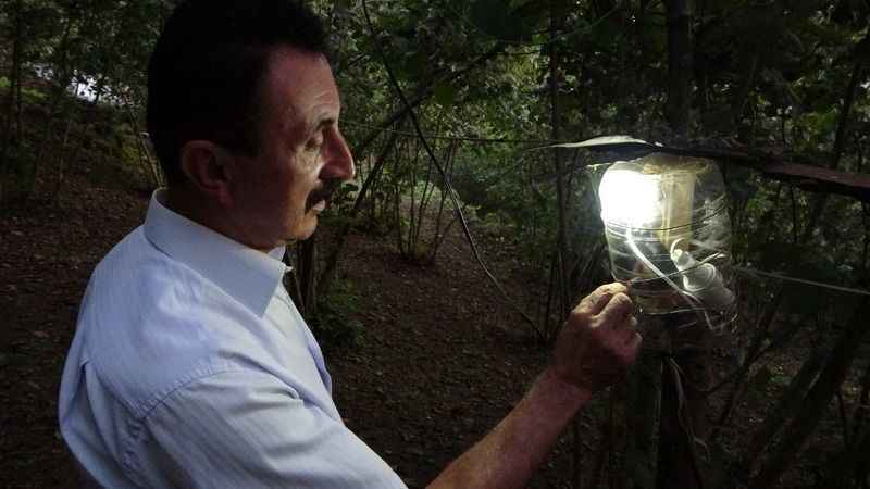 Fındıklara dadanan domuzlara Karadenizli çözümü