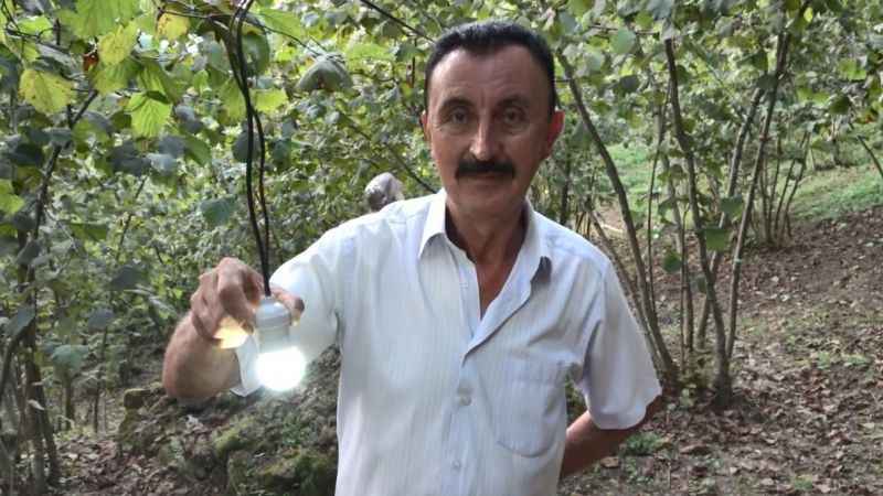 Fındıklara dadanan domuzlara Karadenizli çözümü