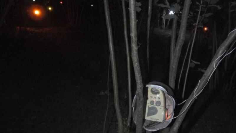 Fındıklara dadanan domuzlara Karadenizli çözümü