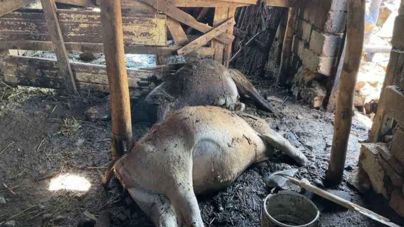 Yangında 7 ineğini kaybetti, hüngür hüngür ağladı