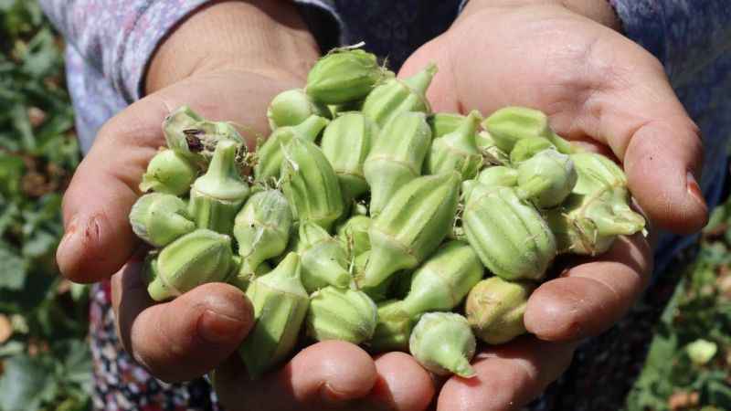 'Yeşil altın'da hasat sürüyor