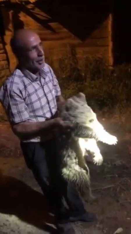 Ayı yavrusu köye indi