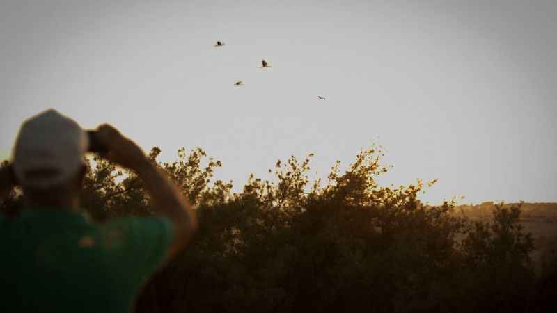 Göçmen kuşlar, Mersin'den Afrika'ya uğurlandı