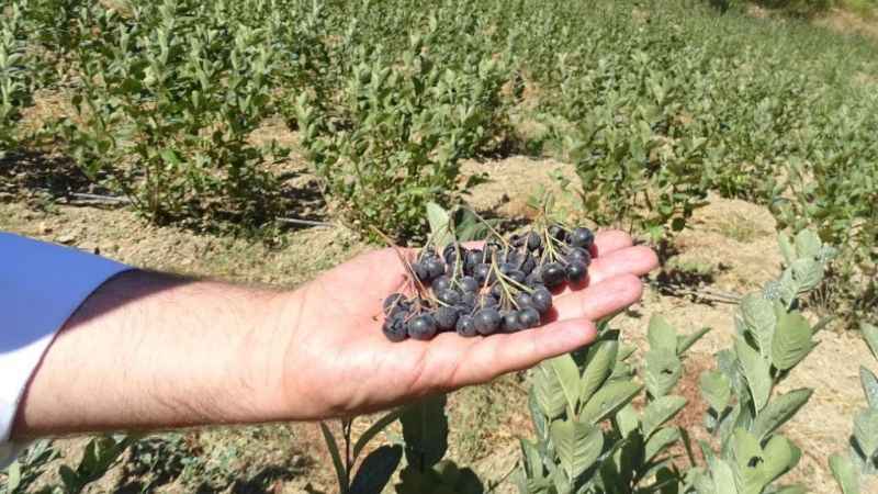 Süper meyvede ilk hasat