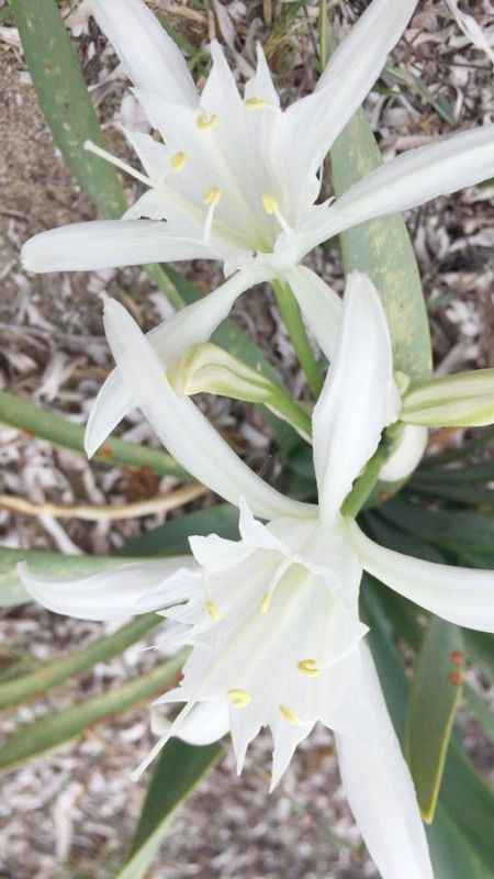 Kum zambağı koparmanın cezası 244 bin 315 TL