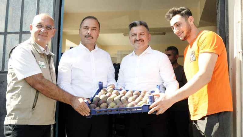 Mudanya'da kraliçe incirinin hasadı başladı