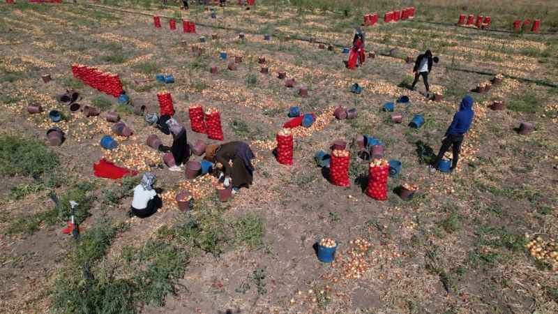 Soğanın başkenti Polatlı’da yazlık sökümünde sona gelindi