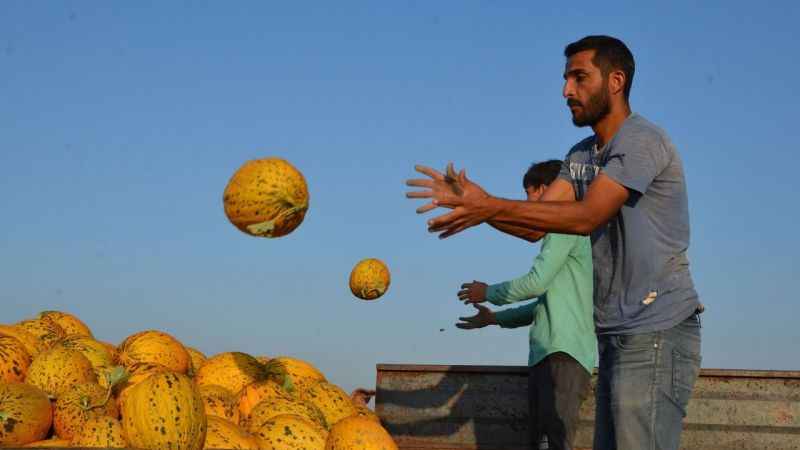 Kırkağaç kavununda ilk hasat