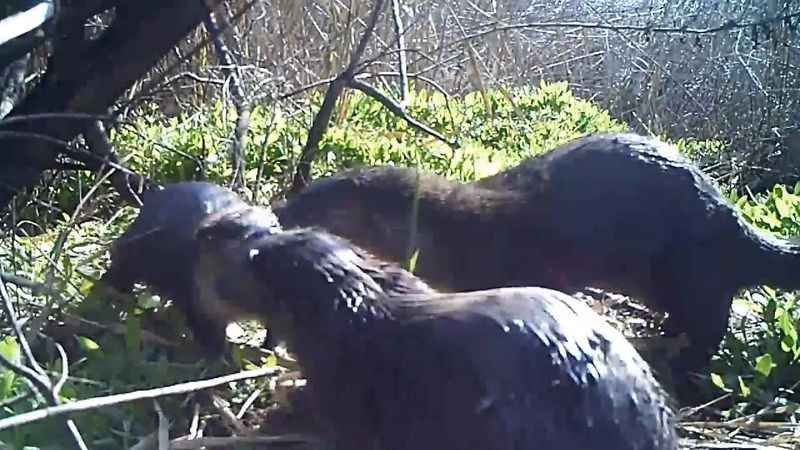 Bozkırın yaban hayatı fotokapanda: Vaşak, karaca, su samuru görüntülendi