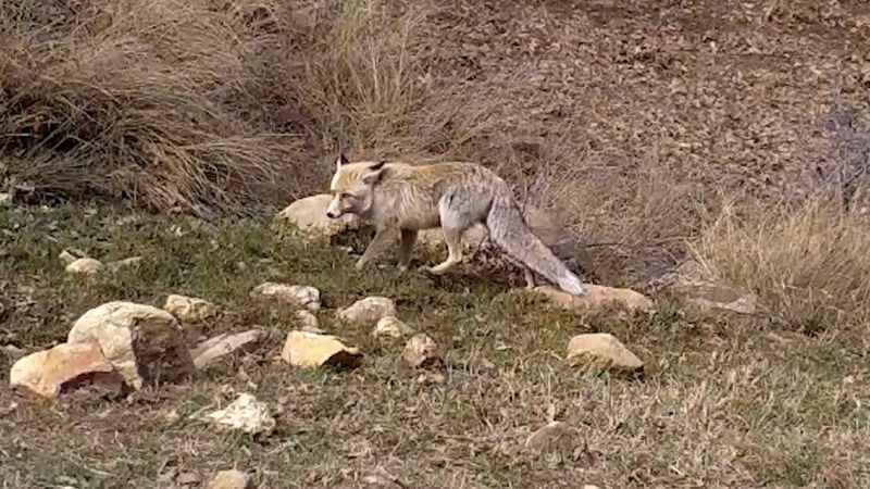 Bozkırın yaban hayatı fotokapanda: Vaşak, karaca, su samuru görüntülendi