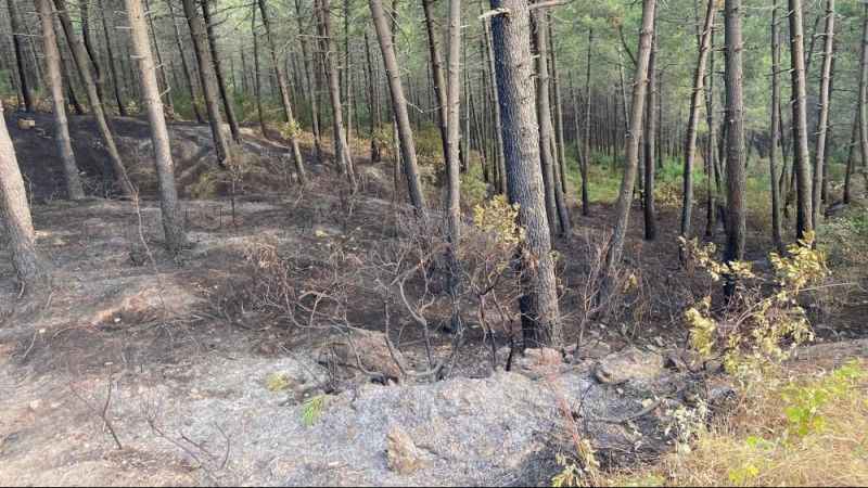 Maltepe’de çıkan orman yangınında hasarın boyutu gün ağarınca ortaya çıktı
