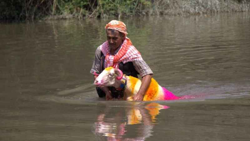 850 yıllık Sudan Koyun Geçirme Yarışması