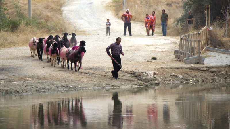 850 yıllık Sudan Koyun Geçirme Yarışması