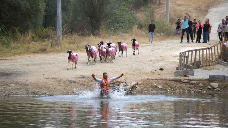 850 yıllık Sudan Koyun Geçirme Yarışması
