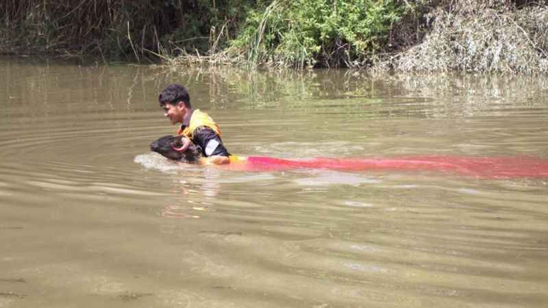 850 yıllık Sudan Koyun Geçirme Yarışması